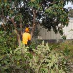 States ramping up fruit fly prevention campaigns ahead of summer