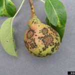 Managing pear scab (black spot)