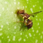 National Fruit Fly Council sets out priorities for next phase of work