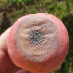 IPDM in focus: bitter rot