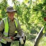 Sterile insect technology for control of codling moth