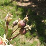 IPDM in focus: black spot (apple scab and pear scab)