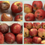 Tasmanian trial highlights issues impacting post-storage quality