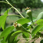 What are the impacts of foliar fertiliser?