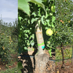 How bushfires affect apple productivity: preliminary cues from simulated injury