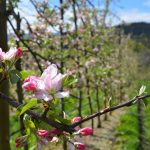 Future Orchards Trial Program: Enabling growers to explore their challenges
