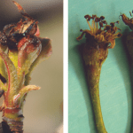 IPDM in focus: pear blossom blast