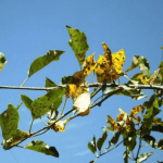 Understanding Alternaria leaf blotch and fruit spot