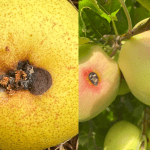 IPDM in focus: timing mating disruption for codling moth and oriental fruit moth