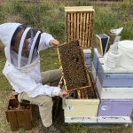 EPPR levy increase to fund industry share of Varroa response
