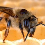A collaborative approach to Varroa mite management