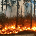 Bushfires in orchards preparation: Learnings from 2019–20 bushfires