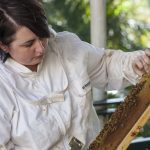 Honey bee genetic program extended