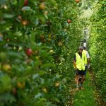 Insights and innovations from the APAL Future Orchards International Tour to New Zealand