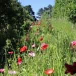 Does orchard floor management improve soil health?