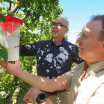 Building on cultural and biological management of apple and pear pests and diseases