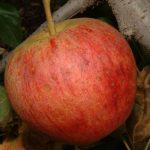 Controlling Alternaria leaf blotch and fruit spot without fungicides