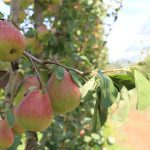 Grow your orchardist career with the APAL Short Course in Fruit Production
