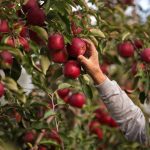 Test the potential of hot climate varieties on your orchard