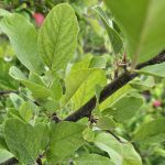 Nutrient management for pome fruit