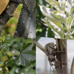 IPDM in focus: Understanding the non-targeted effects of pesticides