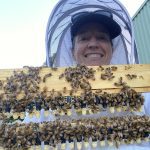 Varroa mite and pollination – what growers need to know