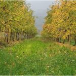 A guide to managing the orchard floor
