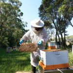 Beehive sensor technology put to the test