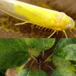 IPDM in focus: apple leafhopper (or canary fly)
