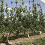 How many leaders are ideal in an apple orchard?