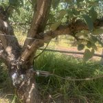 Trunk-embedded microtensiometers for tree water stress monitoring