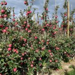 Spring–summer crop management