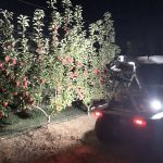 Managing apple yield and quality variability