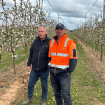 Poor-performing pears pushed as Redland turns to export for new Dazzle