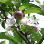 Growing apples where and when it is too warm