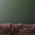 Biochar for control of apple replant disease