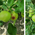 Best practices to control Alternaria and Glomerella road-tested in Queensland