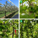 Apple crop load management: Can effective carbohydrate manipulation enhance thinning successes?