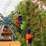 Strategies for improving efficiency at harvest