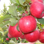 Testing narrow row 2D multi-leader apple systems in Western Australia