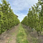 Highlighting pest and disease monitoring methods for apple and pear orchards