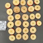 Near-harvest plant growth regulators and internal browning in Pink Lady apples