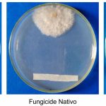 Bacillus subtilis controls postharvest rots and improves fruit quality after storage