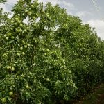 Tree insights trigger turnaround in problem Rosy Glow block