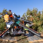 Cost-effectiveness of robotic harvesting for pome fruit: a way to go?
