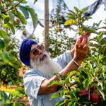 Harvest focus: quality with Gurmeet Singh