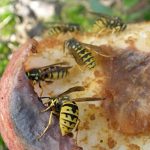 IPDM in focus: European wasp