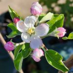 Importance of carbohydrate manipulation in managing tree stress