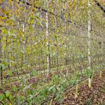 Canopy design – new systems, same challenges
