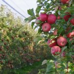 Helping growers make smarter choices